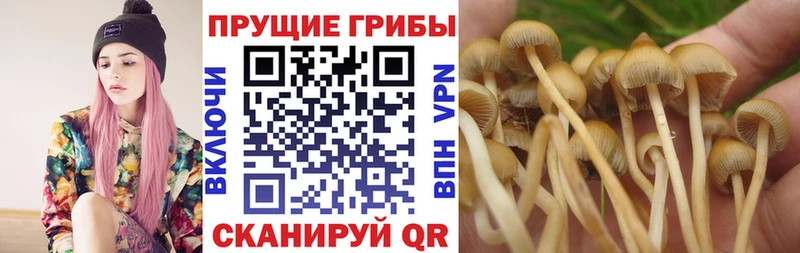 Купить  Алатырь  Псилоцибиновые грибы MAGIC MUSHROOMS 